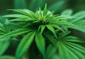 Cannabis