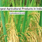 Top Largest Agricultural Products In India