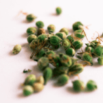 Breaking Down the Differences Between Cannabis Seed Banks and Seed Brokers