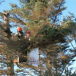 Essential Professional Pruning Tips to Give Your Tree a Complete Make-Over