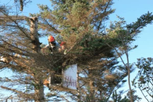 Essential Professional Pruning Tips to Give Your Tree a Complete Make-Over