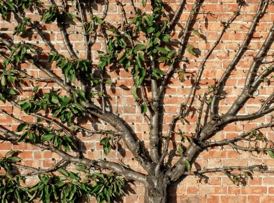Pruning Tips and Techniques