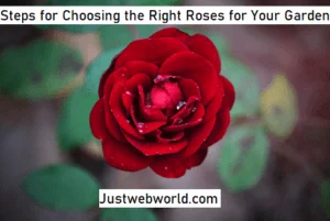 8 Steps for Choosing the Right Roses for Your Garden