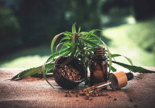 Hemp Oil Benefits Vs. CBD Oil Benefits 1 Cbd Cannabidio Oil Hemp