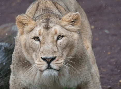 Asian Lions