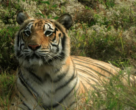 Bengal Tiger (Panthera Tigris Tigris)