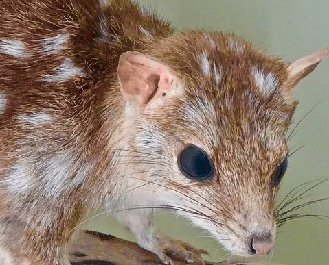 Rabbit-bandicoots