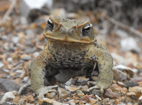 Cane toad - Amphibians