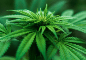 Cannabis