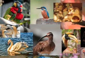 Top 15 Most Beautiful Colorful Birds From Around The World