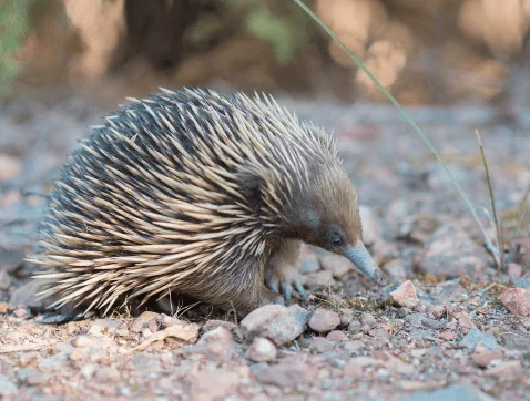 Echidna - Animal