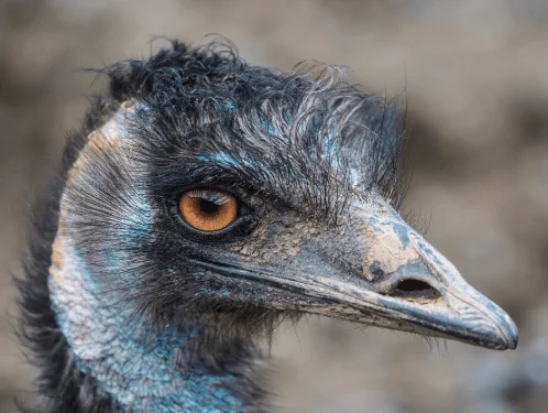 Emu - Bird