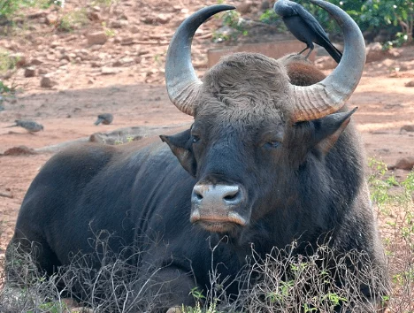 Gaur (Indian Bison)