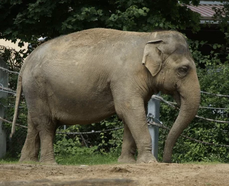Indian Elephant (Elephas Maximus Indicus)