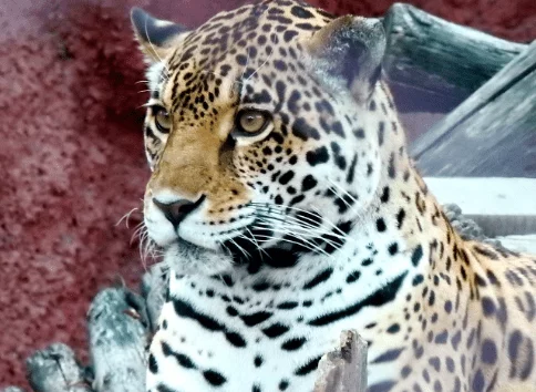 Indian Leopard