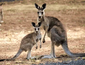 15 Best Known Unique Wild Animals of Australia