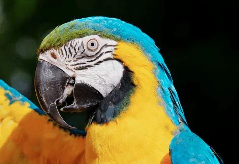 Macaw - Bird