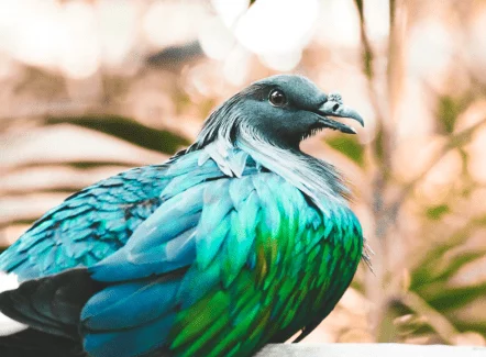 Nicobar pigeon