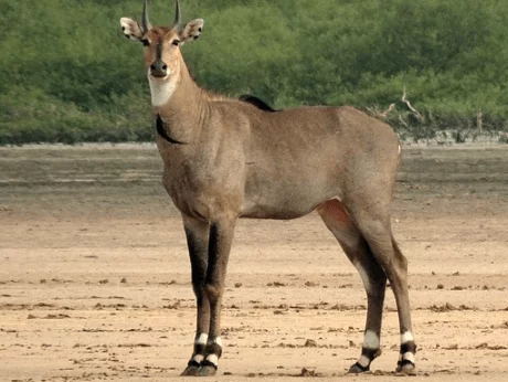 Nilgai - Blue Bull of India