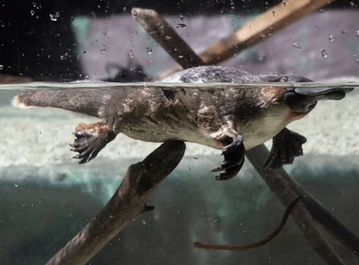 Platypus - Animal