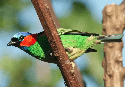 Red-necked Tanager (Tangara cyanocephala)