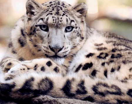 Snow Leopard
