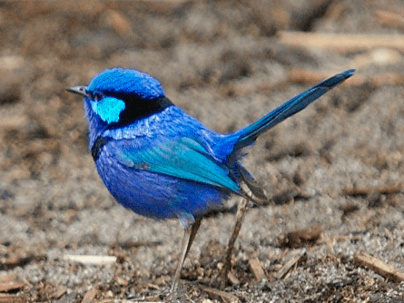 Top 15 Most Beautiful Colorful Birds From Around The World