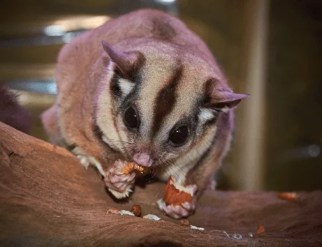 Sugar glider - Animal