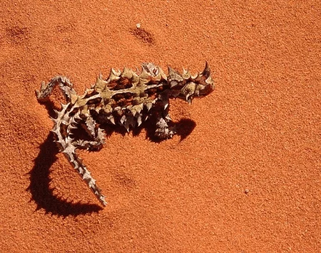Thorny devil - Reptile