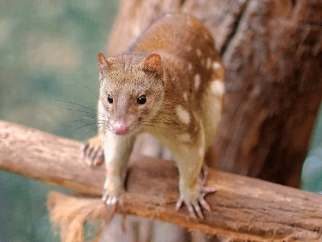 15 Best Known Unique Wild Animals of Australia 15 Tiger quoll - Animal