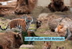 List of Indian Wild Animals