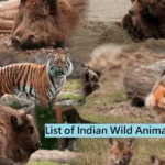 List of Indian Wild Animals