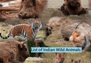 Top 10 Best Known Unique Wild Animals In India