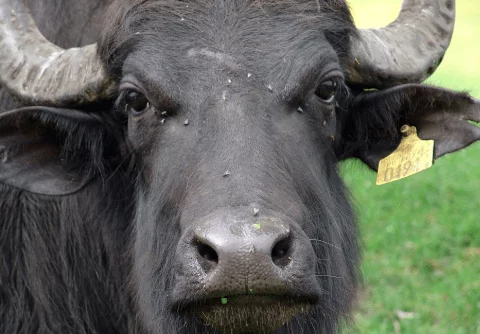 Bubalus arnee (Wild Water Buffalo)