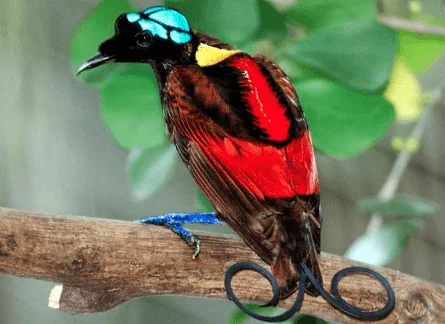 Top 15 Most Beautiful Colorful Birds From Around The World 16 Wilson's bird-of-paradise