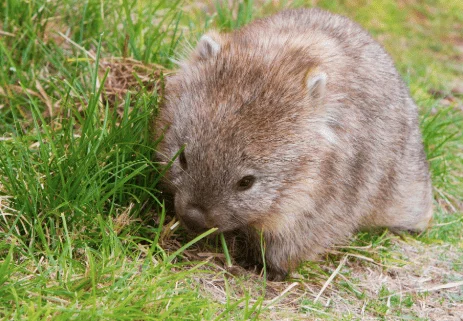 Wombat - Animal