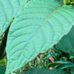 5 Surprising Benefits Of Kratom You Should Know About