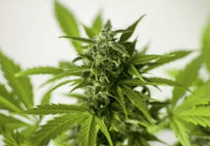 Get Into the Marijuana Industry