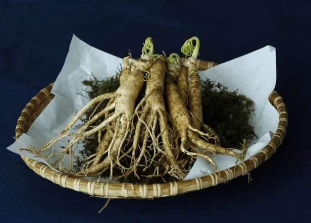 American Ginseng