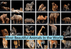 World's Most Beautiful Animals
