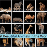 Top 15 Most Beautiful Animals In the World