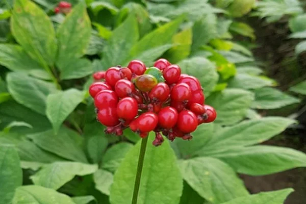 كيفية زراعة الجينسنغ في المنزل