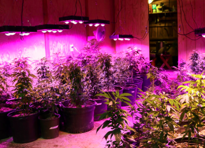 The Pros and Cons of LED Grow Lights for a Grow Op - JustWebWorld