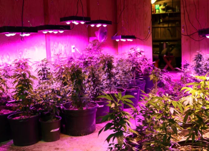 LED Grow Lights for a Grow Op