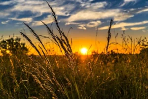 Agriculture Is Becoming Smarter and Better