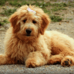 How To Care For Your Goldendoodles Coat With The Right Brush