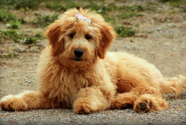Goldendoodle - Dog breed