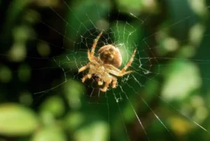 Common Spiders Found In St. Louis