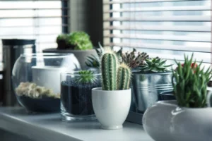 4 Stunning Health Benefits Of Growing Indoor Plants