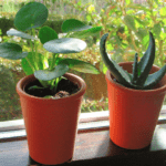 Brighten Your Home: 5 Plants You Can Grow In Your Home